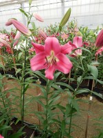 [4162 Resolute Mak No01.JPG]